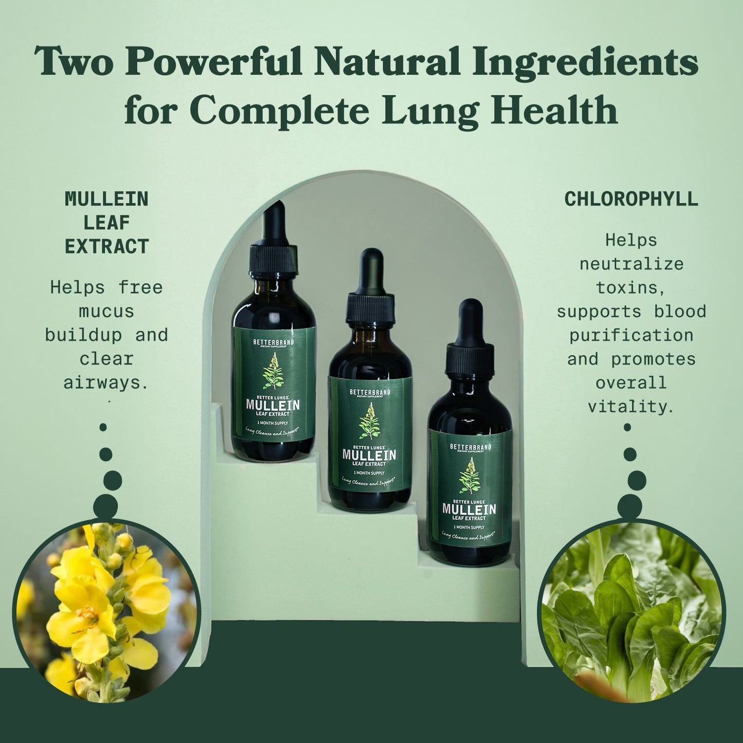 🤩🌿MULLEIN EL PODER NATURAL PARA TU BIENESTAR RESPIRATORIO💙🪴